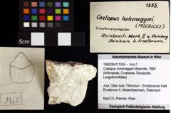 Foto (Objket + Etiketten) von Coelopus hoheneggeri (Moericke, 1889) 